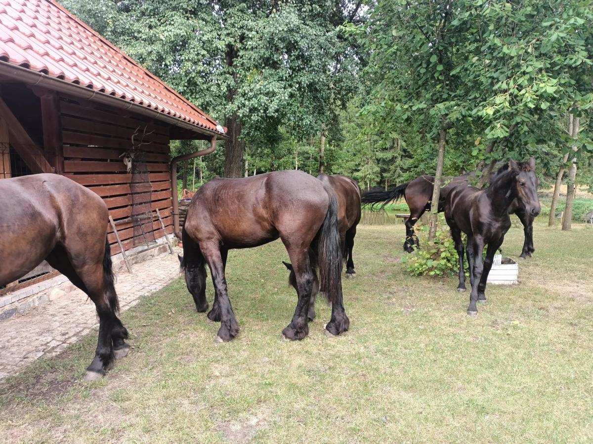 Pensjonat W Lesie Tuczno Kültér fotó